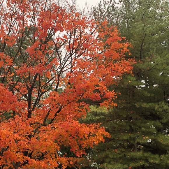 Meet your Posher, Melissa - Picture 1 of 1